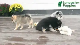 Happy Pomsky Puppies