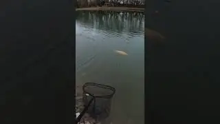 Catching Giant trout ponds!! #fishing #troutfishing #rare #fishingtips
