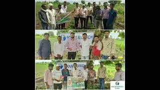 Happy Farmer(Ram Ingla) Using Focus Biotech Product  #Tika #Cropking for Chili