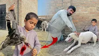 Mascovy Duck Ko Dog Ne Mar Dala | Dog Attack
