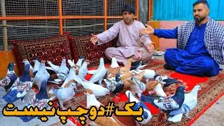 کمبود #دوچپ || نجیب الله زورخانه  کفتر های زور را از کجا آورده || Nayab Pigeons of Najibullah 