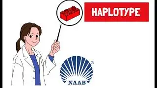 What is a haplotype?
