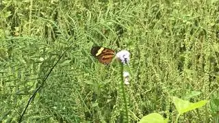 カントブリカトンボマダラHypothyris cantobrica 2019/10/22 Villa Carmen 500m, Butterfly of Peru