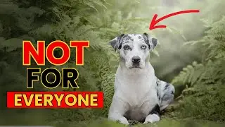 10 things to Consider Before Adding a Catahoula Leopard Dog to Your Life