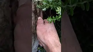 #reparaci&oacute;n #roto #gotero #linia #agua ##connector #facil #areglan do #jardiner&iacute;a #landscaping#viral