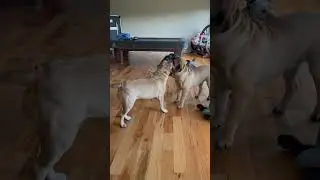 Hilarious Puppy Bullies Wrestling &ndash; Who Takes the Belt?