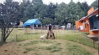 Guarder&iacute;a Canina educandog