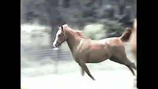EJZ Crimson Rose (FF Crimson Bask x Donna Red Rona)