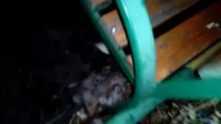 Ночью все кошки черные Cat