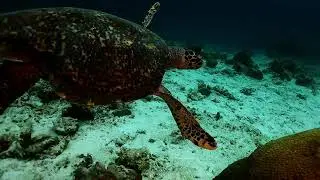 Reef at Koh Surin Thailand 21 January 2021