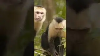 Closeup Monkey activity Animal Watch 2 2