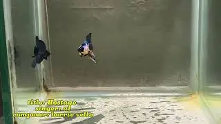 bettafish / yellow fancy / blue / breedersize /BERRIE VELLO