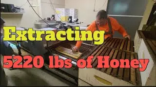 Extracting 5220 lbs of Gallberry/ Palmetto Honey