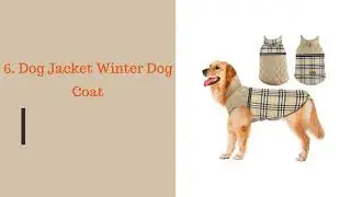 Top 10 Best Dog Coats for Winter Reviews