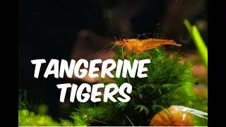 Easiest Shrimp to keep and breed in the world   tangerine tigers
