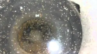 Cibo vivo per acquario - Live aquarium food