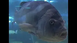 コショウダイ　Crescent sweetlips　Plectorhinchus cinctus