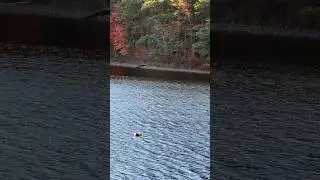 I Found A Floater// It&rsquo;s Never A Mannequin&hellip;// #newenglandfoliage