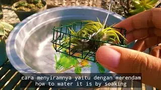 easy method! how to water air plants