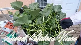#36 Sweet Potatoes Vines. [Vegetable Gardening] on 2025/07/14