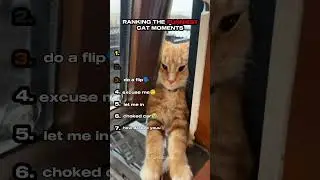 Ranking the Funniest Cat Moments Part 3