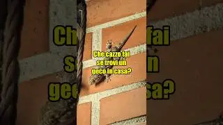 cosa fare se trovi un geco a casa tua #geco #consigli #shorts