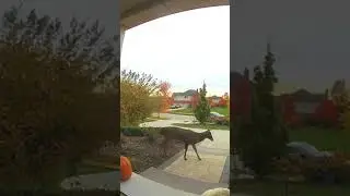 Deer Captured on Ring Doorbell