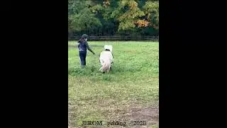 JEROM, A pony looking for a rider,  gelding, &deg;2020, Belgian Horse Trading, The Autumn Auction 2025
