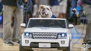 Georgetown University mascot Jack the Bulldog dies