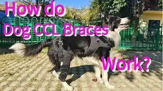 How do Knee Braces Work for Torn CCL in Dogs?