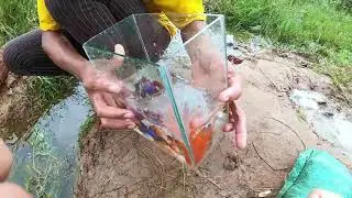 halfmoon Fish Trap 🐠