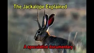 The Jackalope: A Cryptid That Learned How to Stay Unseen