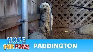 Paddington - homeless and lonely... can you help him? #rescue