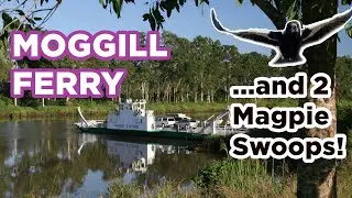 Brisbane City to Moggill Ferry Loop | Brisbane ASMR Bike Ride with Magpie Swoops!
