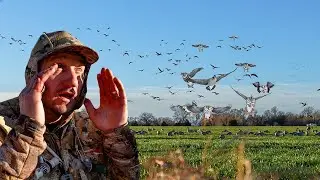 11 GUYS LIMIT OUT ON SPECKLEBELLIES!! 1,000'S OF BIRDS DECOYED