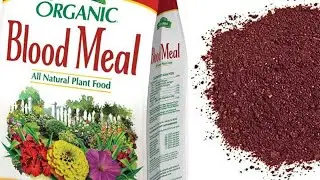 Blood Meal Fertilizer !! How To Use Dry Blood For Plants. Halal or Haram ??