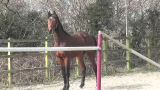 ELDORADO VAN DE ZESHOEK (CLINTON X VERDI X INDOCTRO)