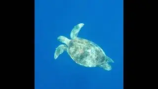 Черепахи Times демонстрируют свою удивительную скорость!