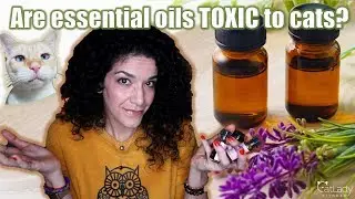 Are ESSENTIAL OILS safe for cats? (which are, which aren't, and what precautions to take) 🌼💐🙀