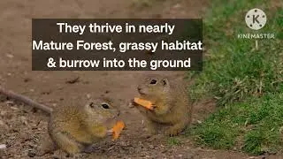 @WildEarth Habitat of squirrel 🐿️ gilehri #subscribemychannel