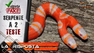 Serpenti velenosi, pericolo a due teste, VERO o FAKE. La verit&agrave;, FakeBusters