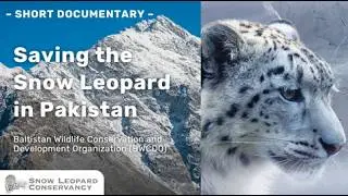 Saving the Snow Leopard: Wildlife Conservation in Baltistan, Pakistan (BWCDO Documentary)