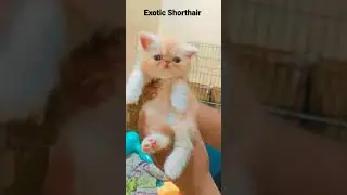 Quality Cat Exotic Shorthair avail Delivery All over India for purchase Cont Num Give In Description