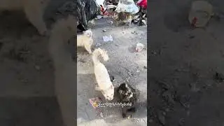 Gaza cat's. book se tadapti Hui 🥺🥺