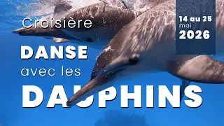 Croisi&egrave;re en Mer Rouge, Nage avec les Dauphins et D&eacute;veloppement personnel