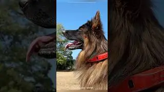 Your pet just leveled up with the Satellai collar Real-time GPS, sleek style, and peace of mind #ad