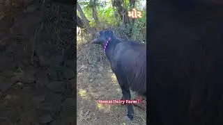 🚩MOMAI 🥛DAIRY 🐂FARM #animals #buffalo #likeandsubscribe #subscribe #likeandsubscribe