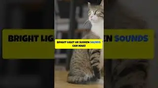 Emergency Cat Seizure Tips Every American Pet Owner Needs to Know