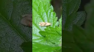 The attractive little micro-moth Aethes rubigana on Dead-nettle