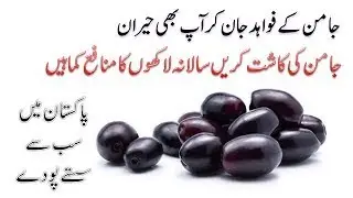 Jamun (Java Plum) farming  in Pakistan || Highly profitable farming in Pakistan || Discounted plants